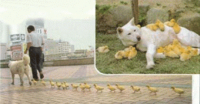 duck dog.gif
