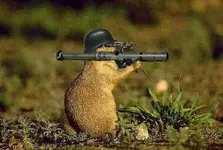 squirrel.webp