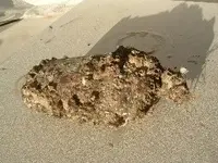 barnacle seamside.webp