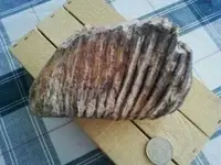 0211001151[1].webp
