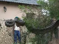 Snake in tree1.webp Snake in tree1.webp