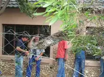 Snake in tree2.webp Snake in tree2.webp