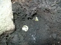 MARCH 5TH COLONIAL BARN HOLE UP STREET 007 [].webp