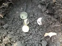 MARCH 5TH COLONIAL BARN HOLE UP STREET 008 [].webp