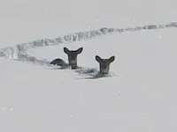 deer.webp