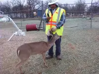 deer.webp