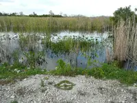 indiansign everglades3.webp