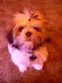 avatar_19052.webp