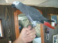 bird 014.webp