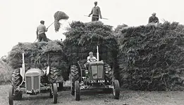 hay stacks high.webp