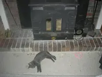 hotcat.webp