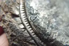 Pewter-disk-3.webp