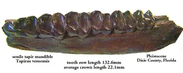tapirsenileteeth.webp