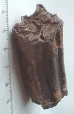 horse tooth.webp