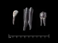 bovine tooth.webp
