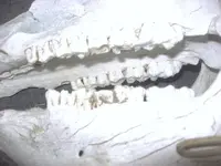 pig teeth 1.webp