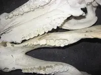 pig teeth 2.webp