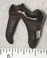 black bear molar.webp