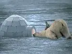 polar bear.webp