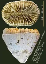 coralantillophylliachipola.webp