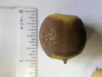large acorn[1].webp