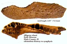 gatordentaryolseni.webp