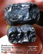 bearmolarsocclusal.webp