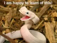 happy_snake.webp