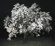 almond2.webp