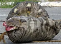 060915-python-ewe_big.webp