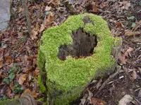 Nature pic\'s 015.webp