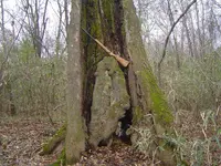 Nature pic\'s 014.webp
