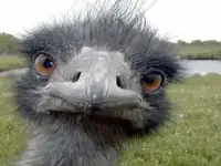 emu.webp
