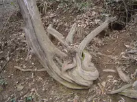 Nature pic\'s 018.webp