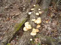 Nature pic\'s 003.webp