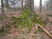 Nature pic\'s 005.webp