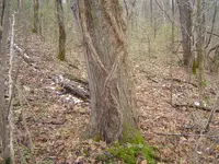 Nature pic\'s 009.webp