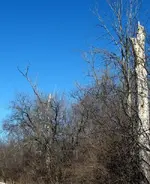 ravages of nature.webp