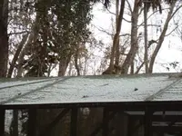 Will snow 5.webp