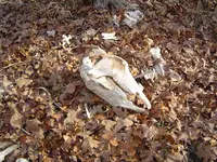 Bottom land walk 002.webp