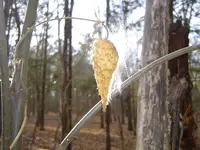 Bottom land walk 001.webp