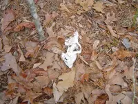 Deer Hair In The Grill 003.webp