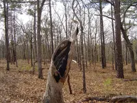 Deer Hair In The Grill 002.webp