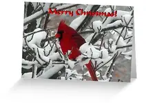 merry-christmas-cardinal.webp