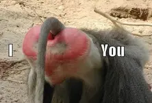 ValentineDayFunny.webp