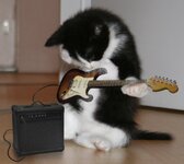 guitar-kitten.jpg