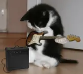 guitar-kitten.webp