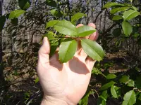 Wild Holly 006.webp