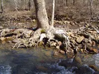 Wild Holly 003.webp