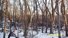 Civil War era  camp site 1.webp